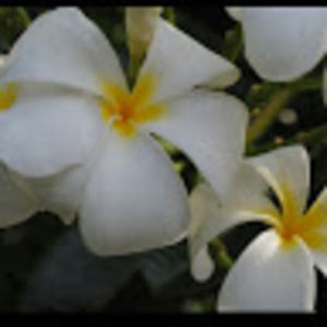 Meet your Posher, Renee